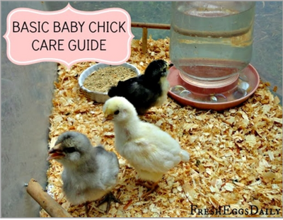 Basic Baby Chick Care Guide