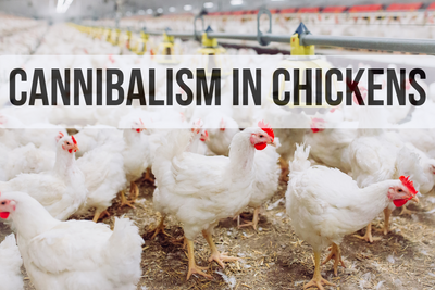 Cannibalism: Prevention and Treatment