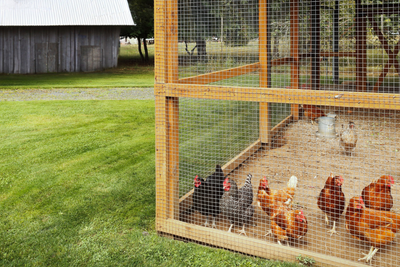 What to Expect With Your First Chicken Eggs