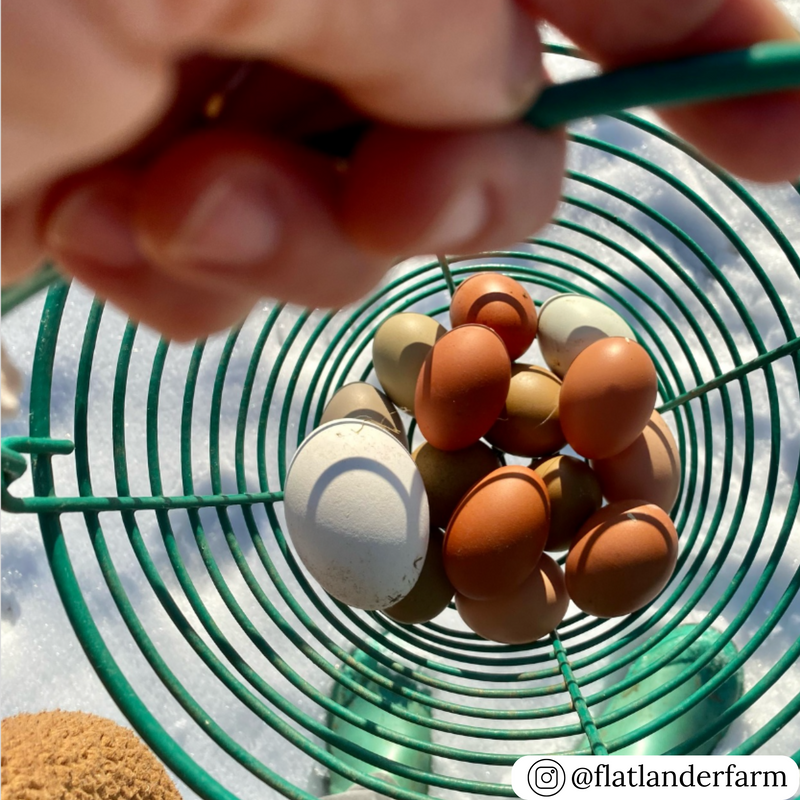 Sturdy green wire egg collecting basket 8"