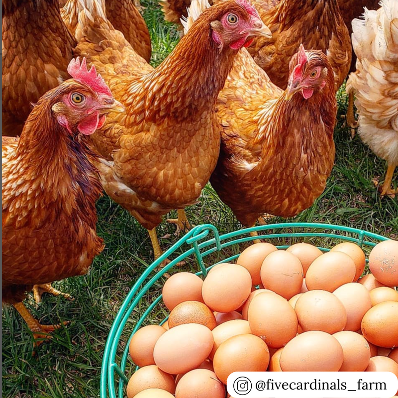 10 inch heavy duty wire basket for egg collecting