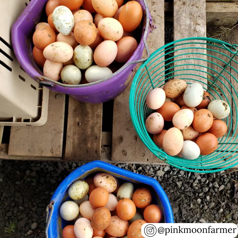 Green metal wire basket for egg collecting