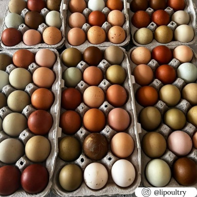 Natural paper pulp 18-egg carton in bulk 