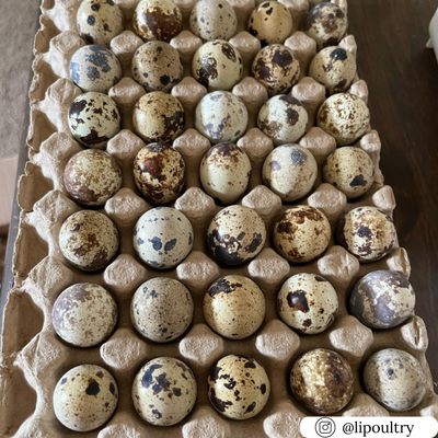 50-cell pulp filler flat tray for quail eggs or small parts