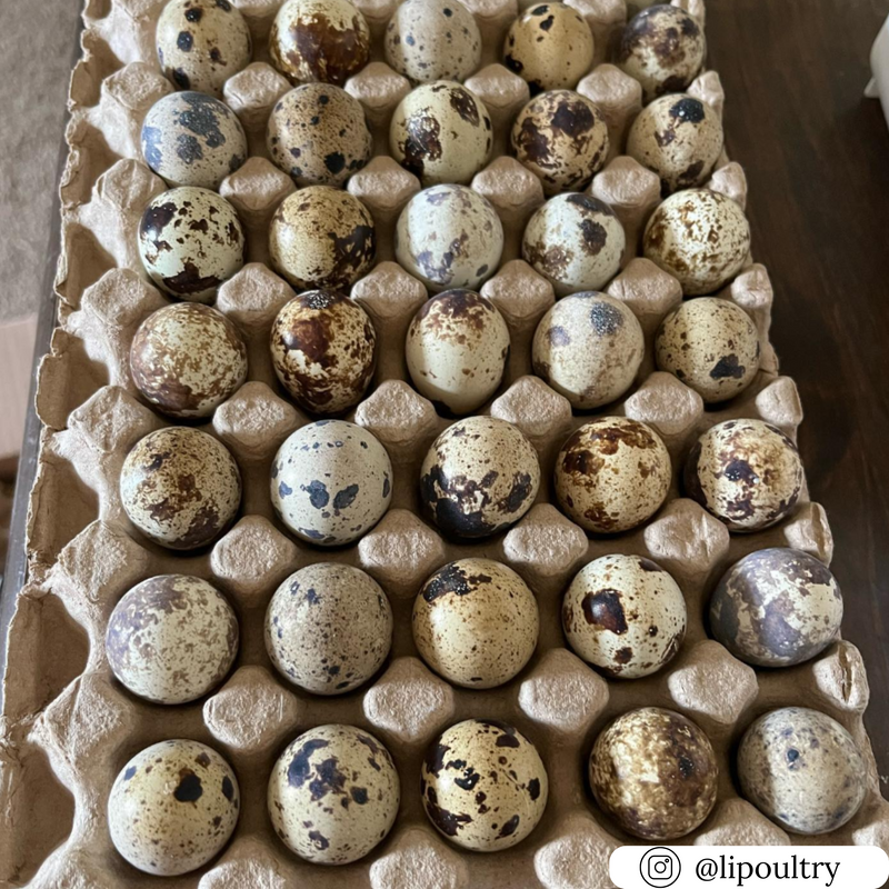 50-cell pulp filler flat tray for quail eggs or small parts