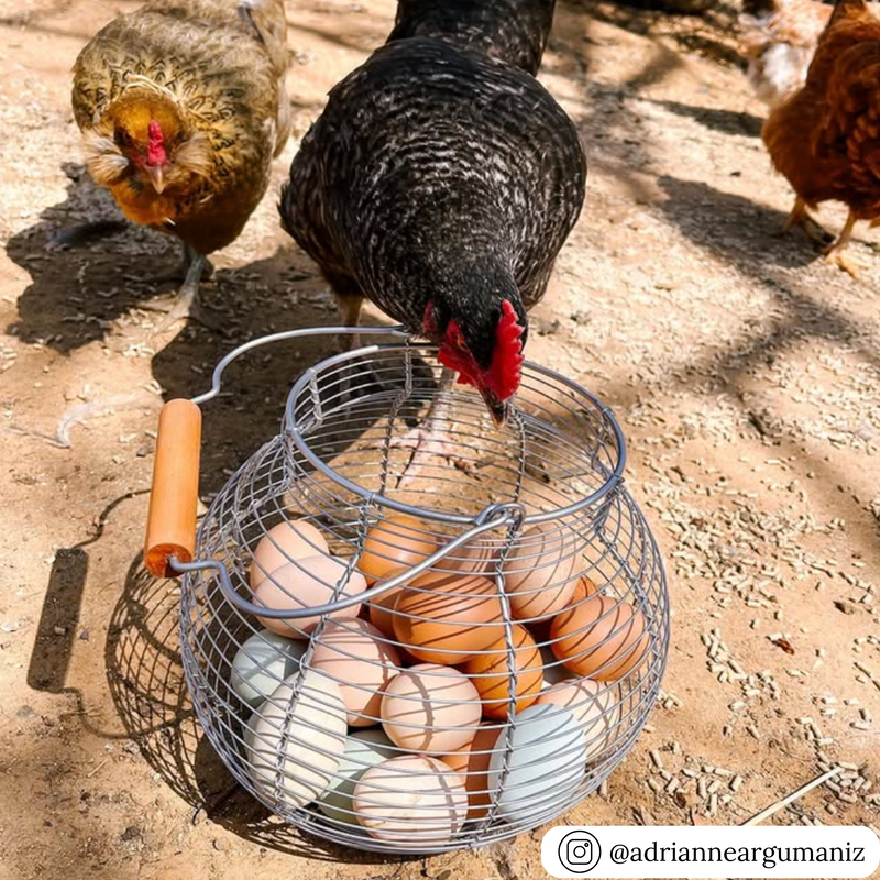 Vintage style wire basket for egg collecting