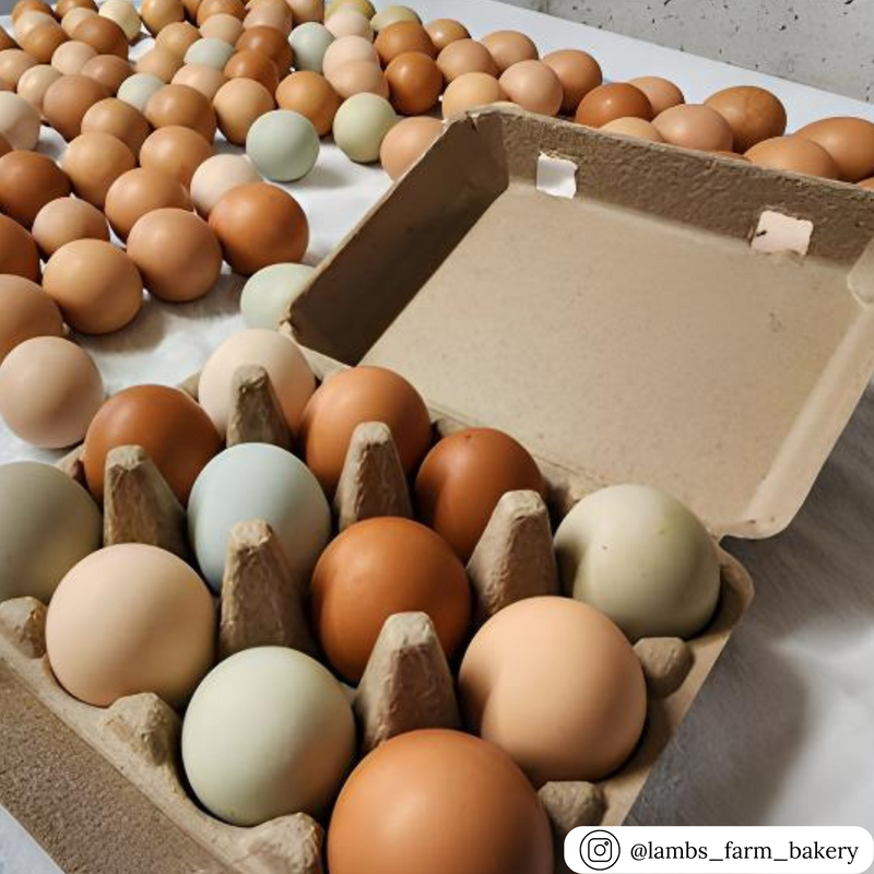 Blank, unlabeled natural pulp 12-cell egg carton, wholesale pricing