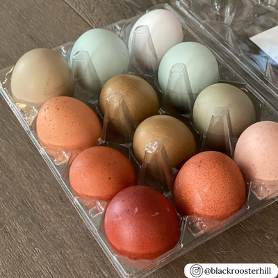 12-cell plastic vintage carton, bulk wholesale egg carton pricing