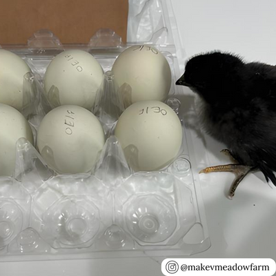 12-cell clear plastic vintage egg cartons 
