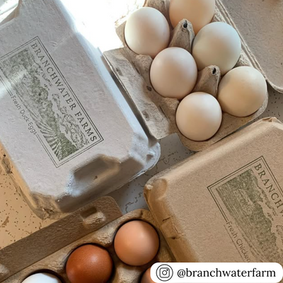 6-egg custom printed duck egg carton for hobby and commercial farming