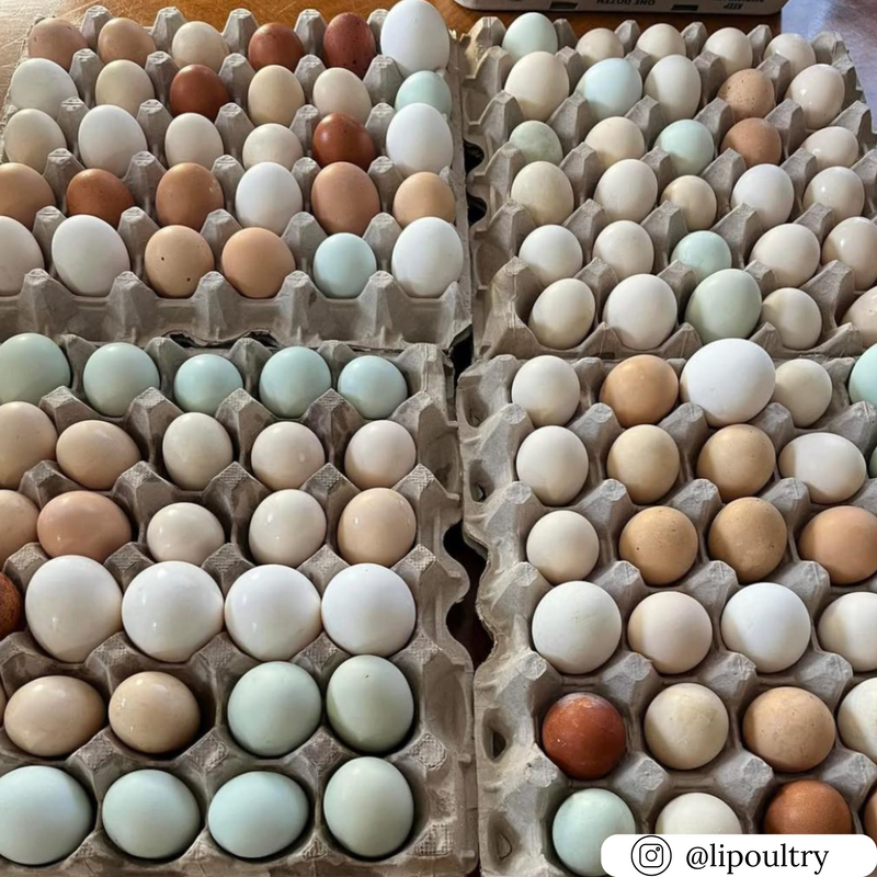 30-cell pulp egg filler flat, recyclable