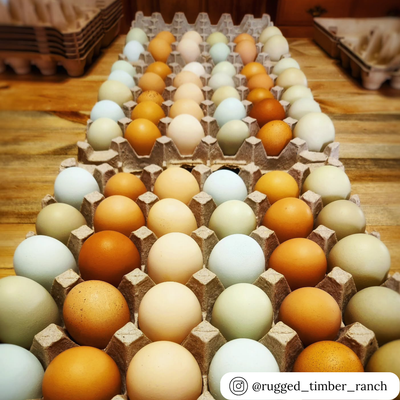 30 cell paper egg filler flat, made of sturdy recycled pulp, wholesale pricing