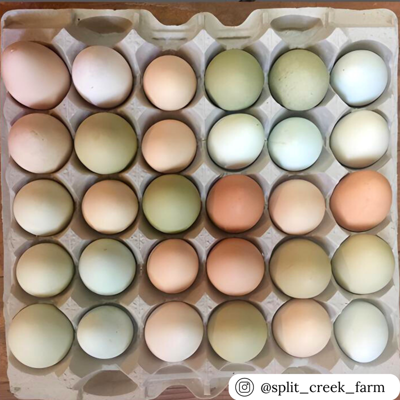 Sturdy 5x6 30 cell egg filler flat tray for eggs or small machined parts