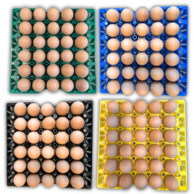 30-Cell Washable Multi-Pack filled with eggs