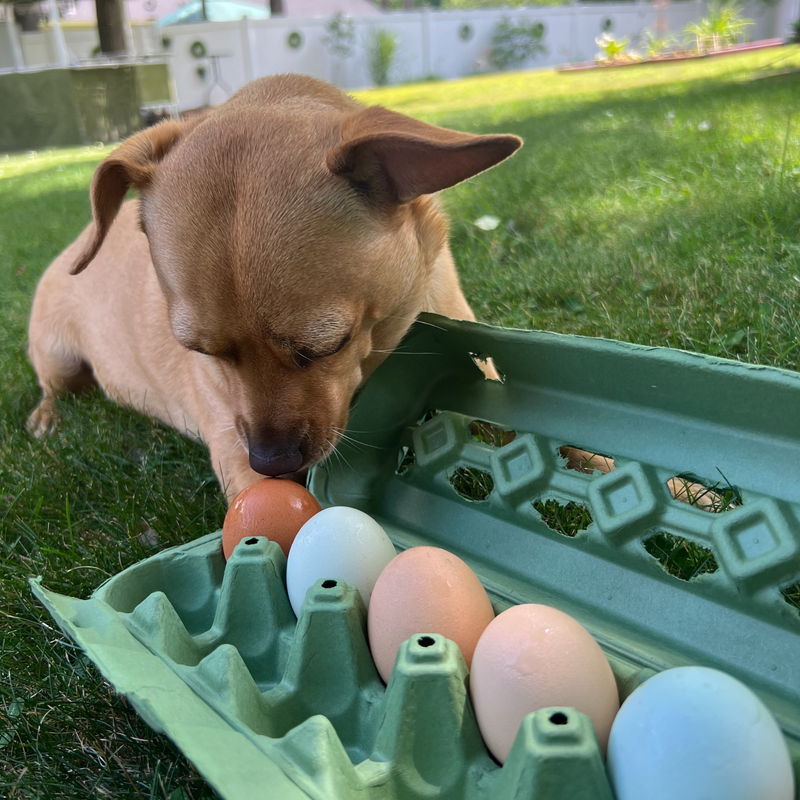 12-egg open hole classic egg carton in army green color