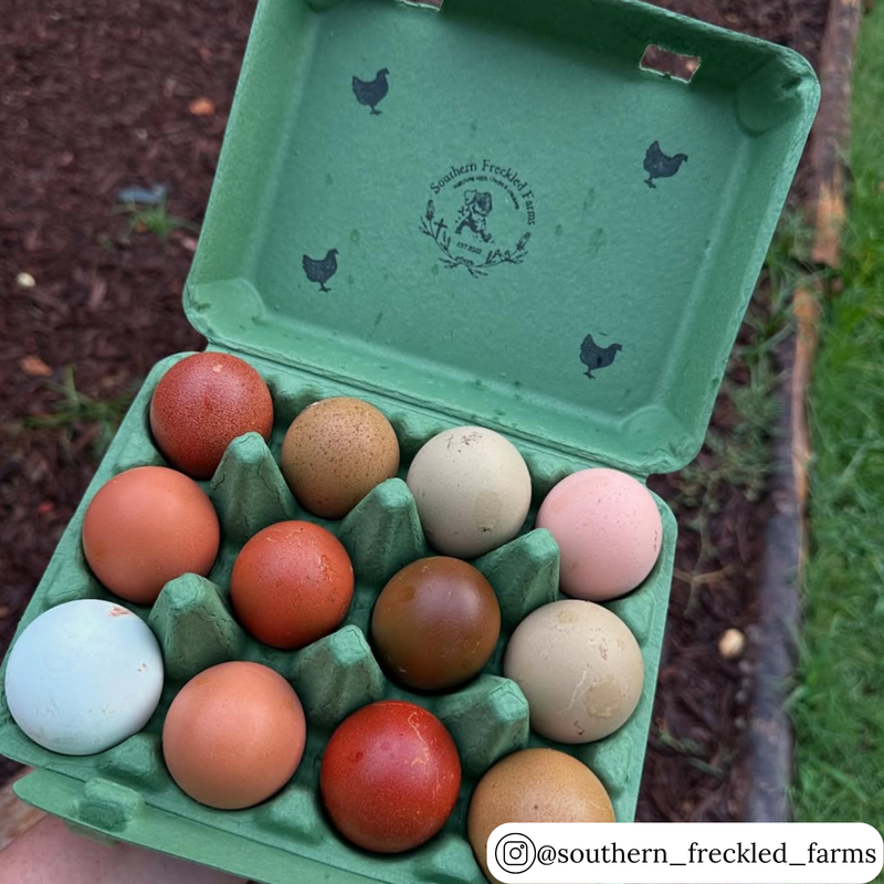 Vintage army green pulp egg carton in bulk