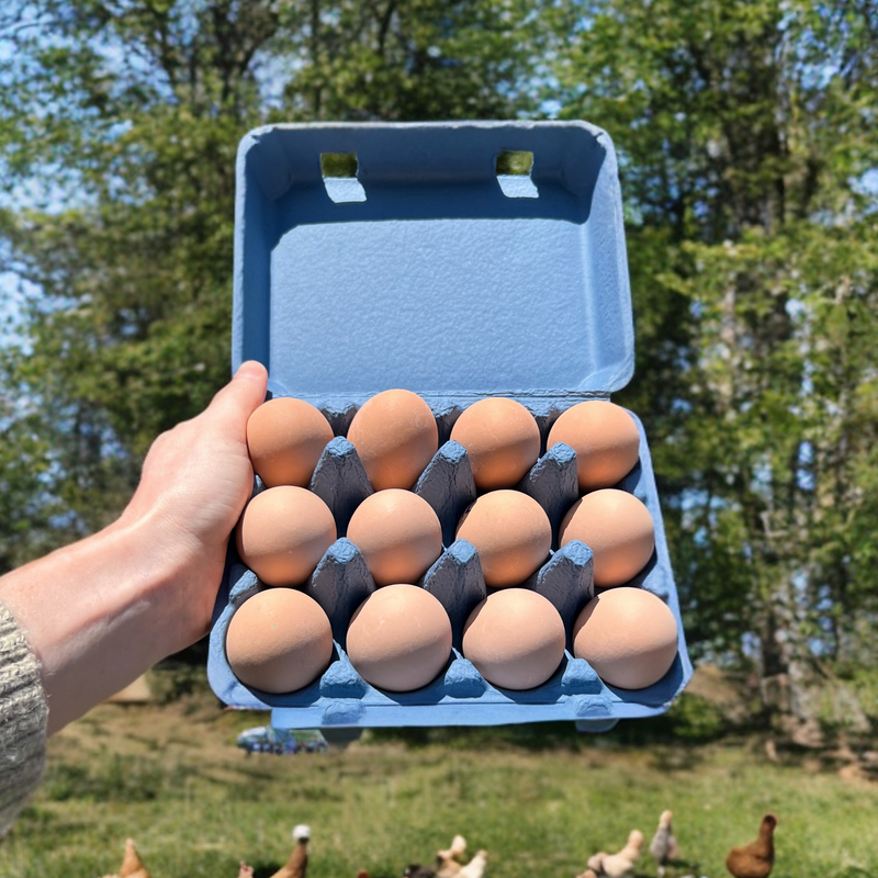 A hand holding up a blue unprinted 12-egg vintage carton filled with 12 brown eggs.