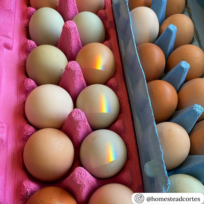 Pink and blue pulp flat top 12-egg cartons, bulk pricing and wholesale quantities