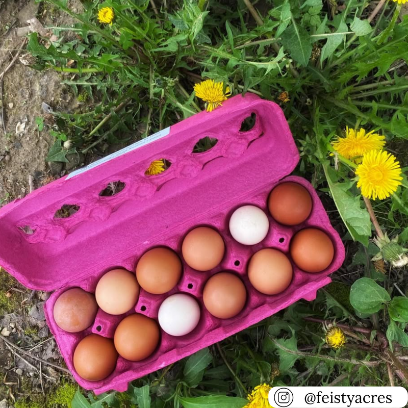 A dozen mixed brown and white eggs in a bright pink paper egg carton, resting in green grass with yellow dandelions around it.