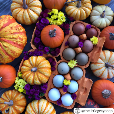 6-egg blank orange pulp cartons, bulk quantities and pricing available