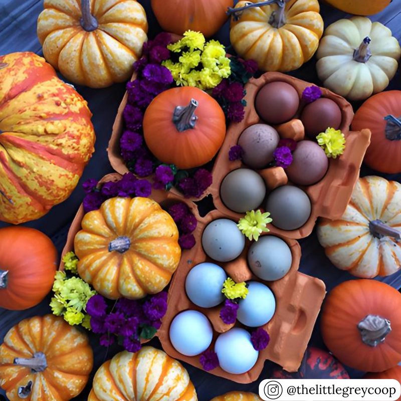 6-egg blank orange pulp cartons, bulk quantities and pricing available