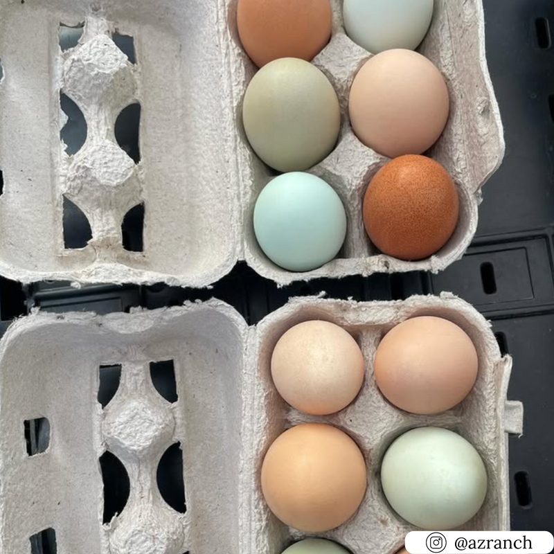 Pulp split 6 egg carton, unprinted wholesale pricing  