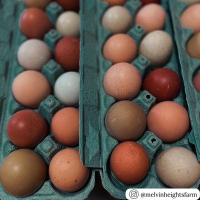 12-Egg teal paper pulp cartons, bulk wholesale packaging
