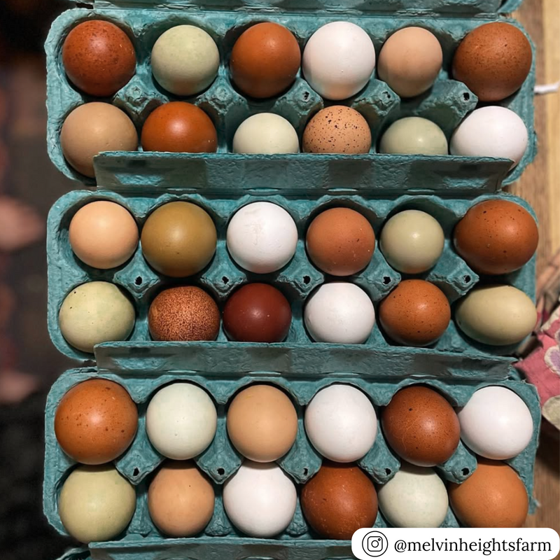 12-Egg teal pulp cartons, bulk wholesale packaging