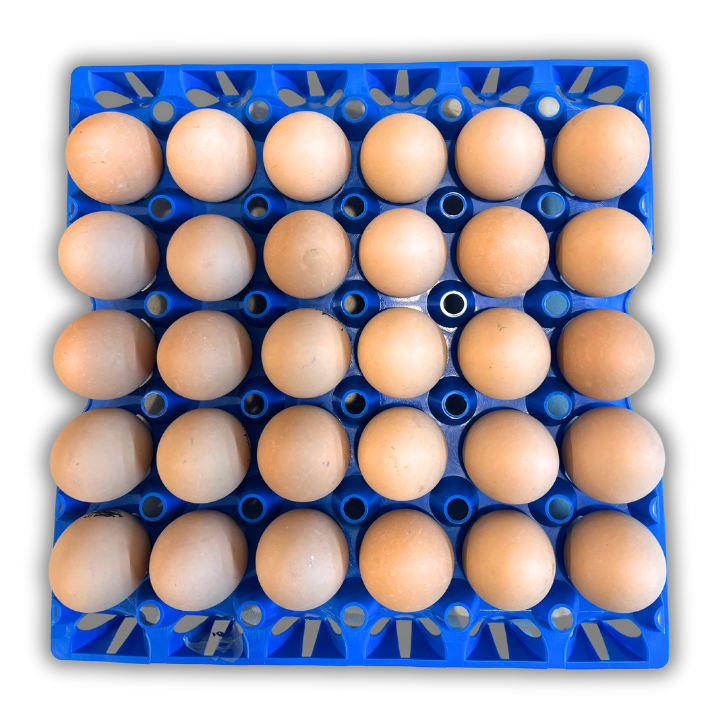 30-Cell Washable Blue filled with eggs