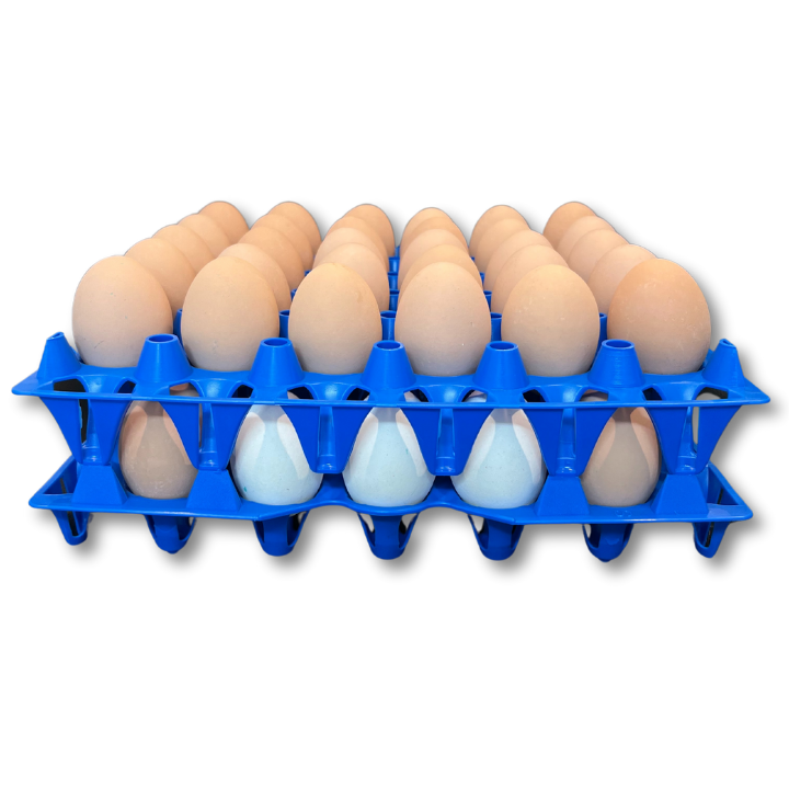 30-Cell Washable Blue filled with eggs stacked