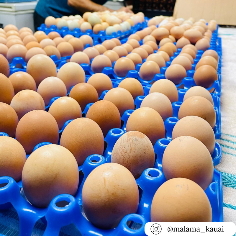 30 cell blue plastic egg tray filler flat for egg collecting and storage, washable and reusable
