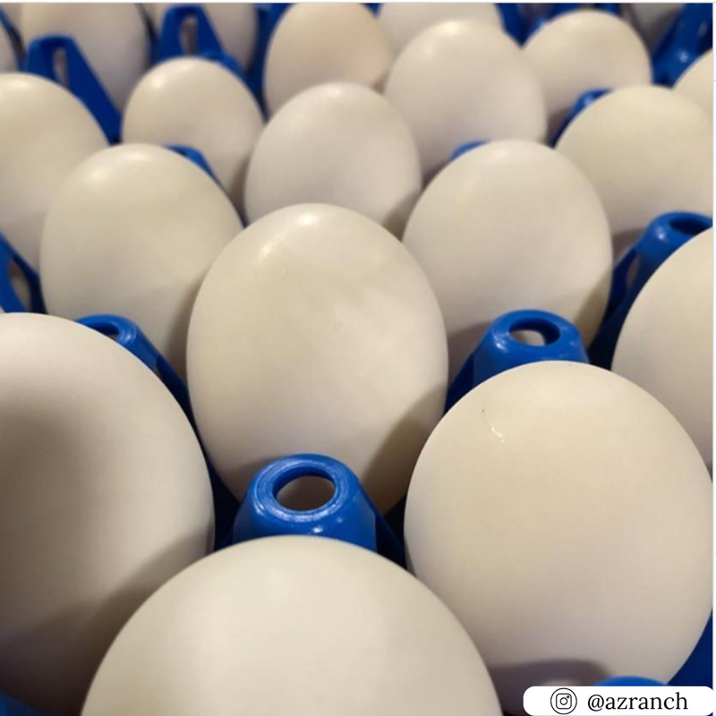 Blue plastic washable filler flat 30 cell, wholesale reusable egg packaging 