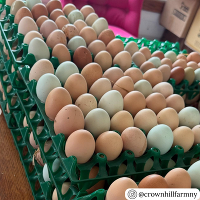 Green plastic washable egg trays filled with multicolored farm eggs