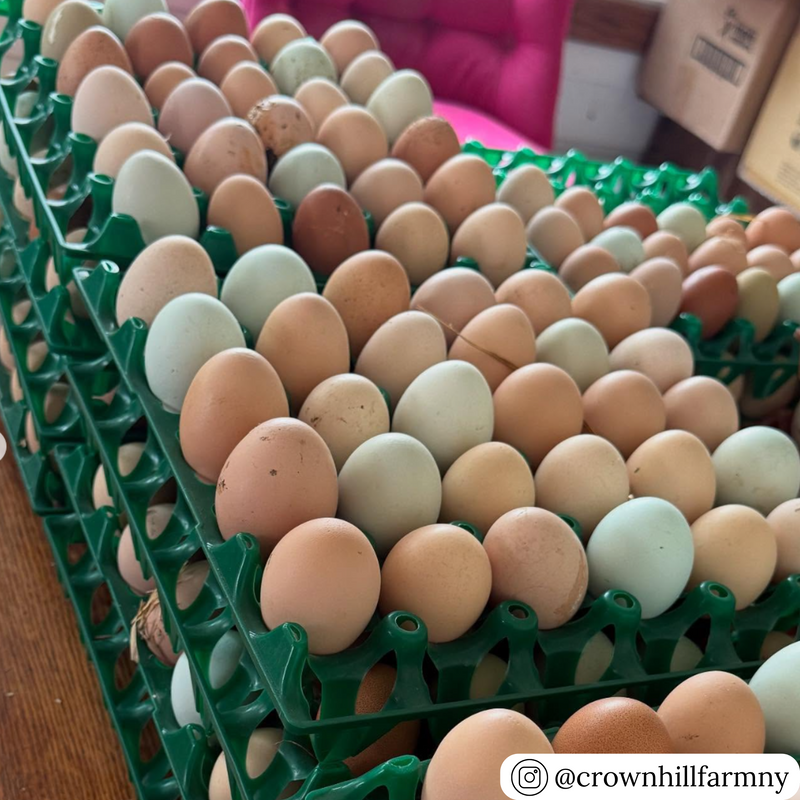 Green plastic washable egg trays filled with multicolored farm eggs