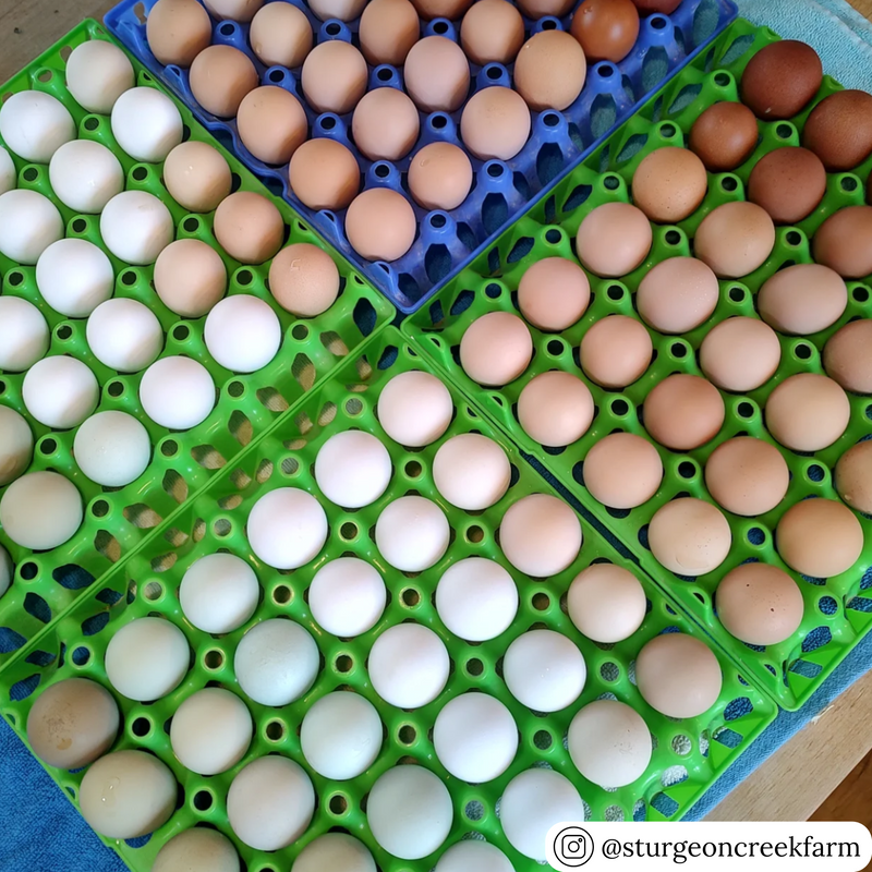 Colorful green washable plastic egg tray filler flats