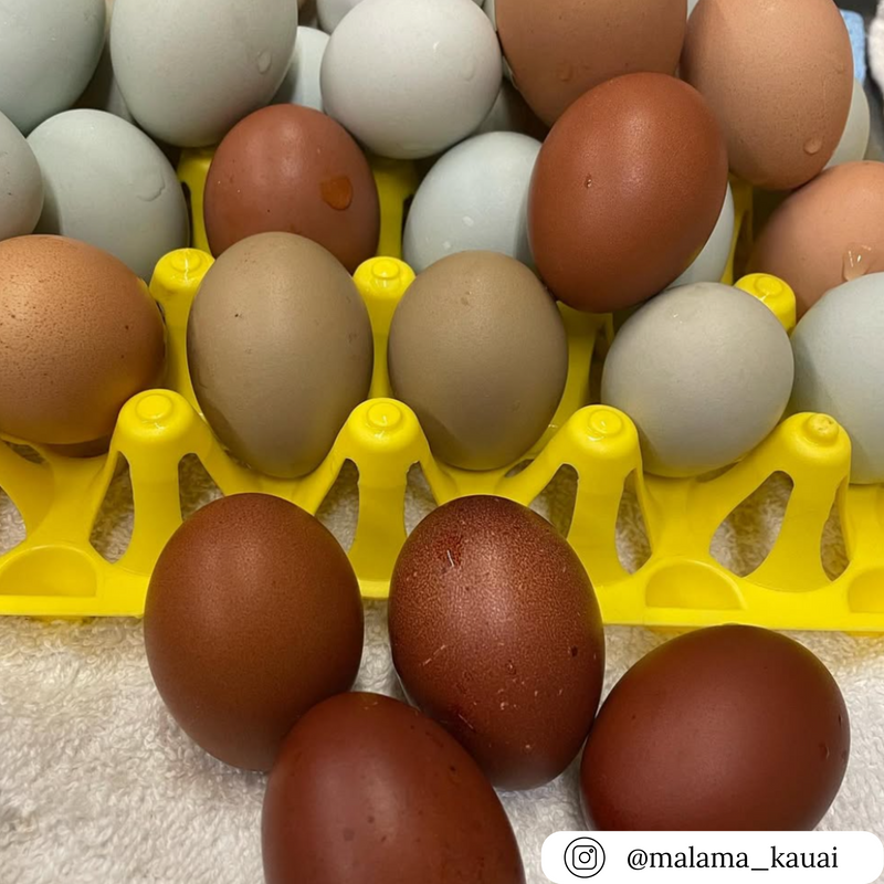 Yellow reusable and washable plastic filler flat egg tray for commercial egg packaging and storage 