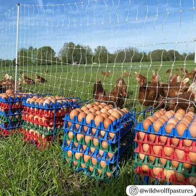 Blue, red, and green washable 30 cell egg filler flat trays in bulk for farming