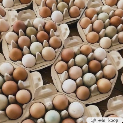 12-egg octogon carton, blank paper pulp wholesale pricing available